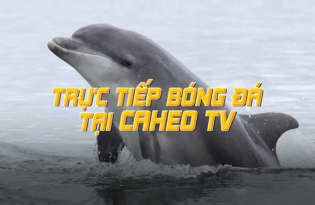 Trang web của Ee8801 có hoạt động bình thường không? - Ee8801