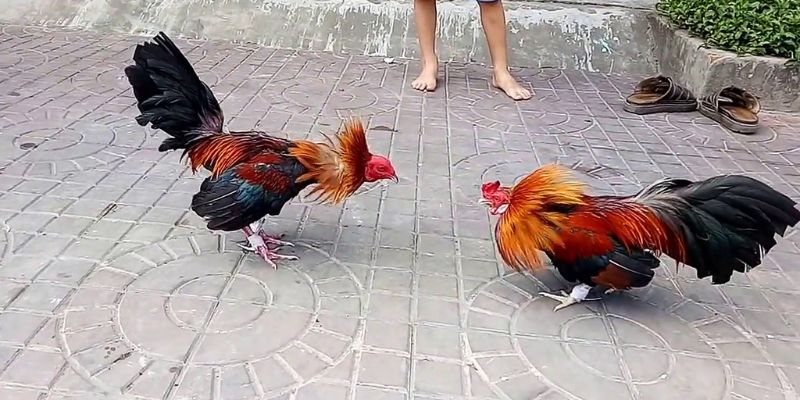 Liên kết truy cập chính thức của Ok365 để được hỗ trợ nhanh chóng vào năm 2026 - Ok365