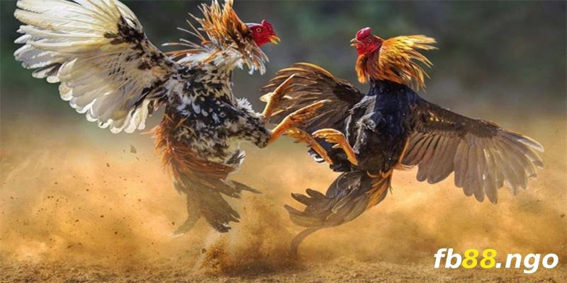 Câu hỏi thường gặp về Cổng thông tin trò chơi Da88 - Da88